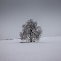 Lonely Tree, Coxwold, Winter